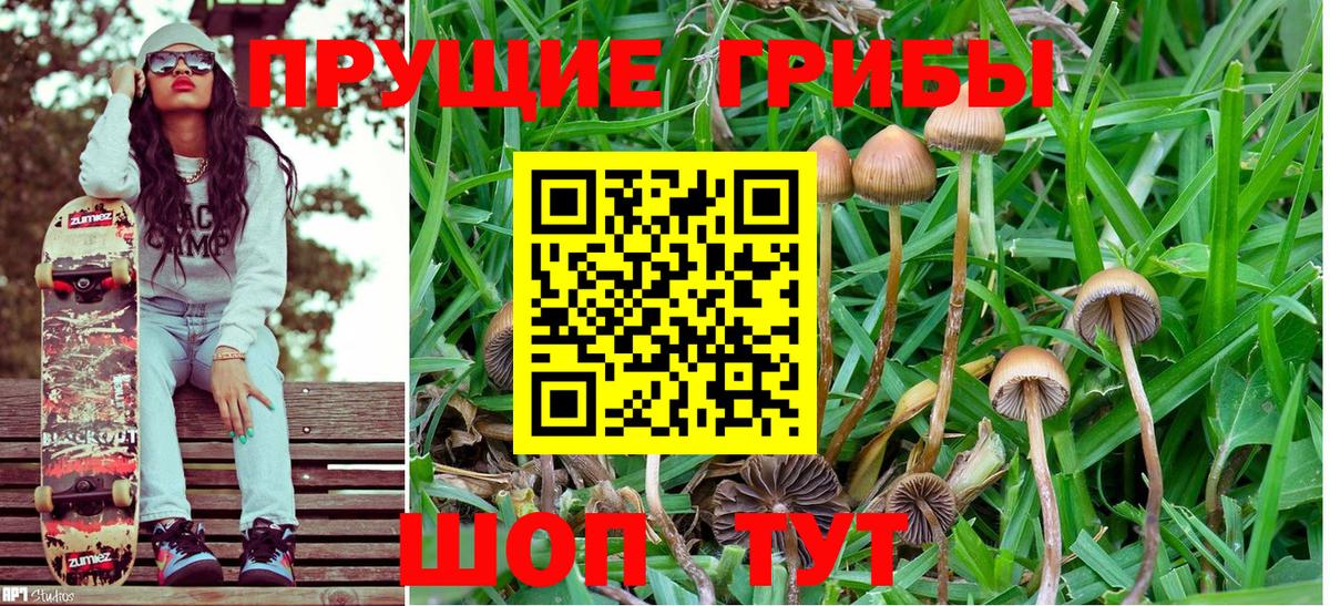 Галлюциногенные грибы Psilocybe Ижевск